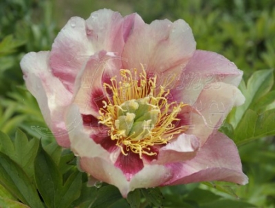 Pivoine itoh old rose dandy