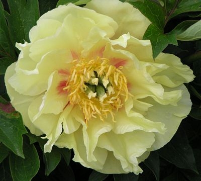 Pivoine itoh prairie charm