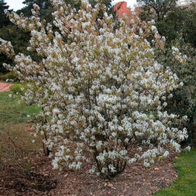 Amélanchier Canadensis