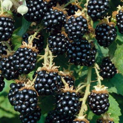 Rubus blackberry Black Satin
Murier autofertil