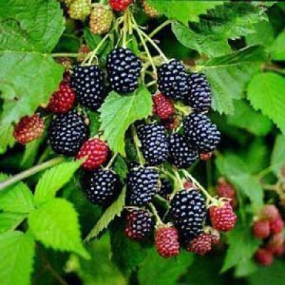 Rubus Blackberry Loc Ness
