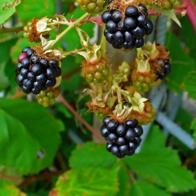 Rubus fruticosus Dirksen
Mure géante sans épine