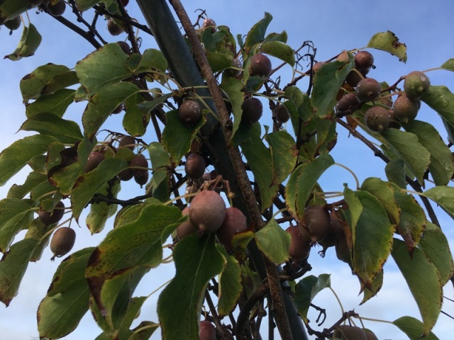 Actinidia arguta ken\