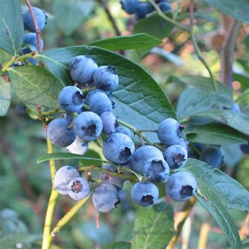 Vaccinium corymbosum bluecrop