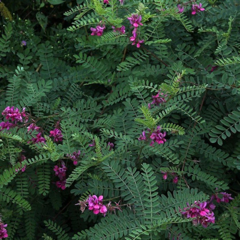 Indigofera heterantha Gerardiana