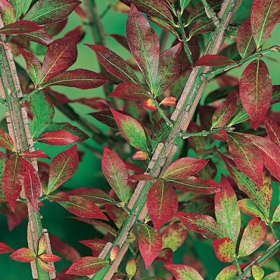 Euonymus alatus 