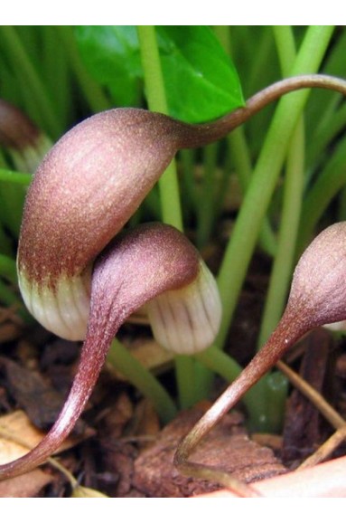 ARISARUM proboscideum