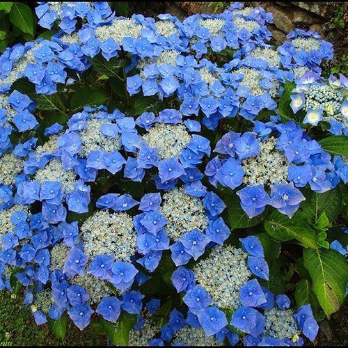 Hydrangea macrophylla Blaumeise