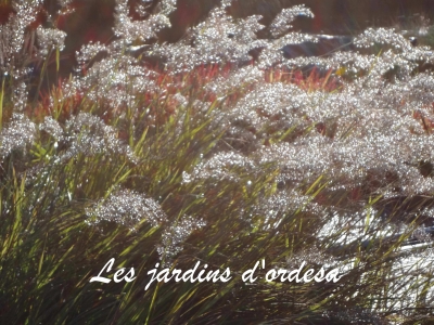 Calamagrostis acutiflora karl foester
