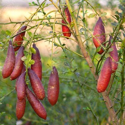 Citrus australasica rose