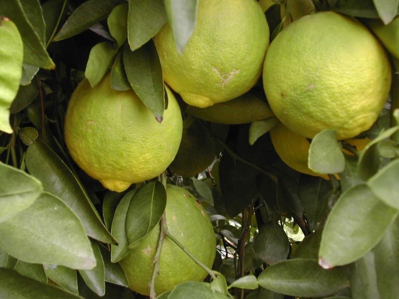Citrus Ichang Cavalieri