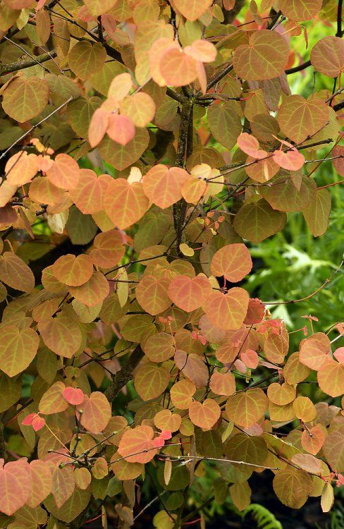 Cercidiphyllum japonicum