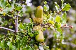 Quercus coccifera