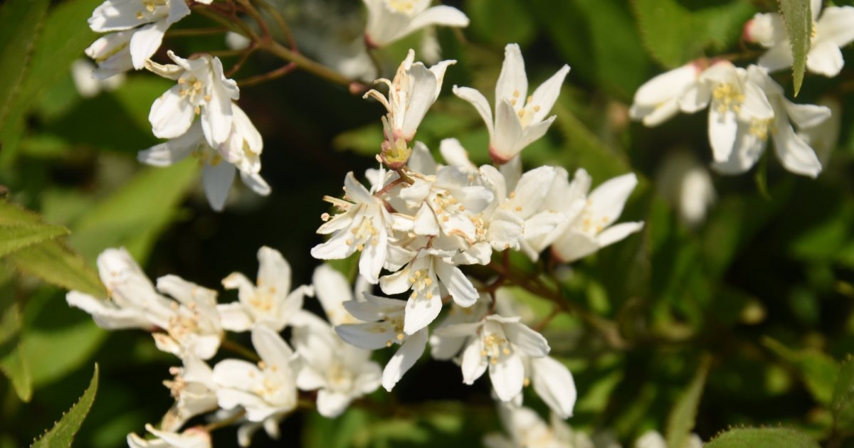 Deutzia magnifica 