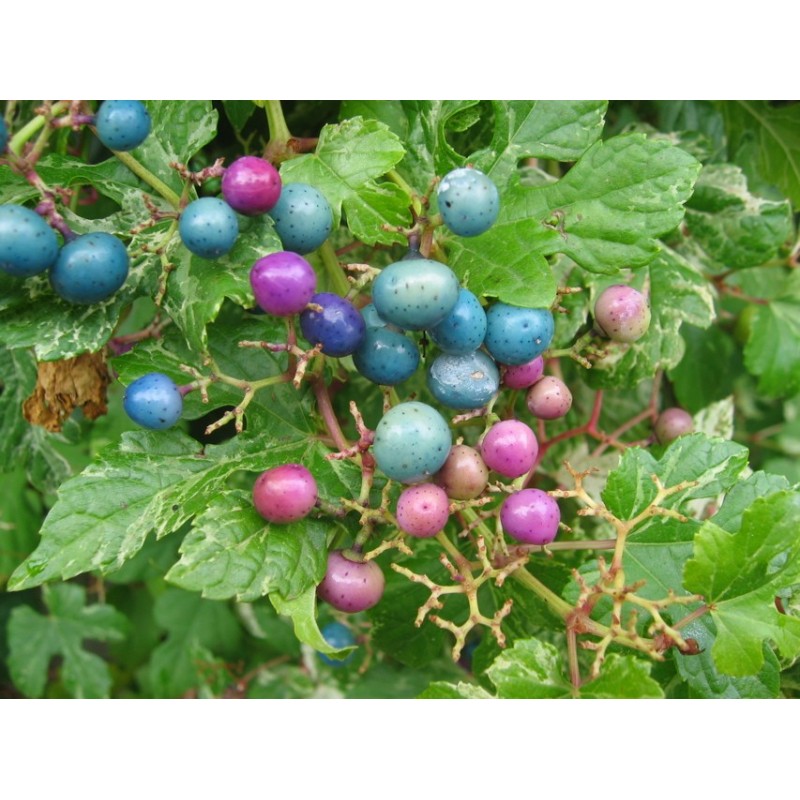 Ampelopsis glandulosa \