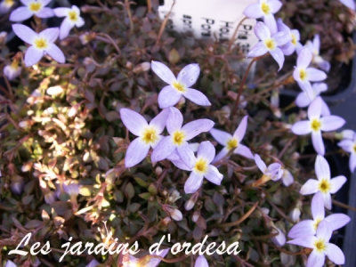 Houstonia caerulea millard 