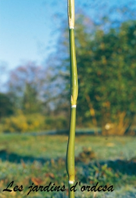 Pseudosasa japonica tsutsumiana