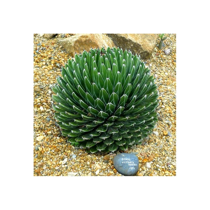 Agave victoriae reginae