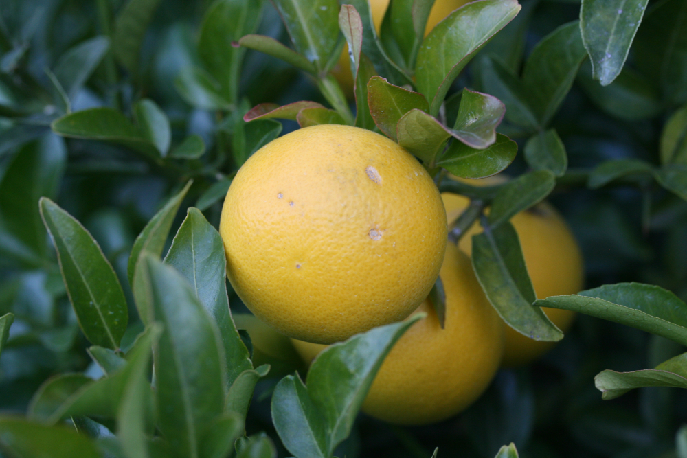 Citrumelo Sacaton