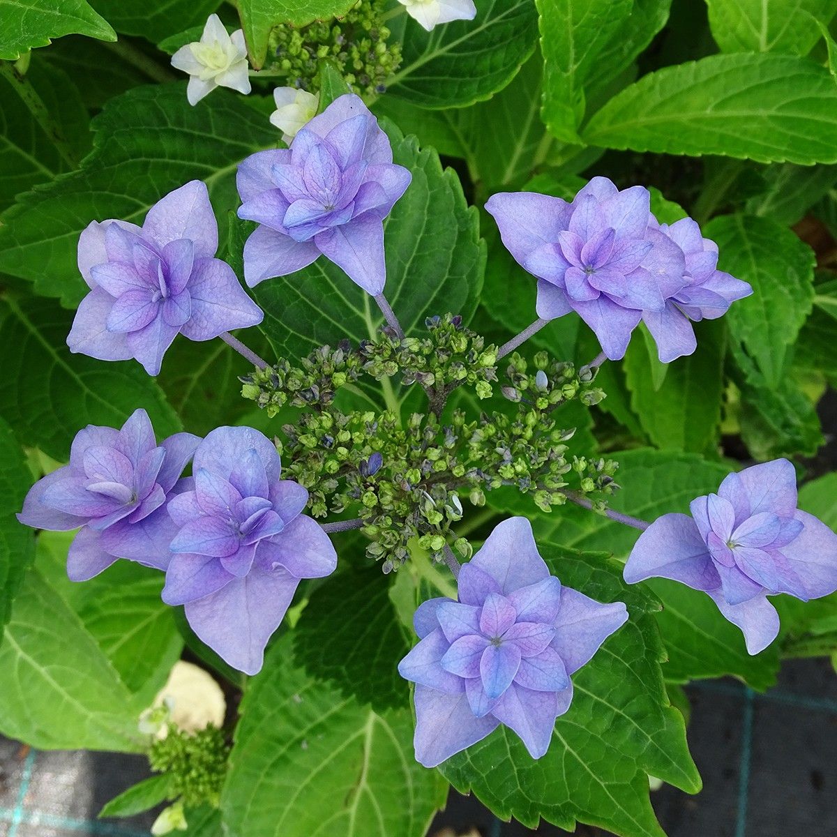 Hydrangea macrophylla Etoile Violette